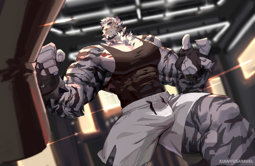 1boy absurdres alternate_pectoral_size animal_ears arknights bandaged_hands bandages bara bare_shoulders black_tank_top bulge commission covered_abs dolphin_shorts feet_out_of_frame furry gym highres indoors large_pectorals male_cleavage male_focus mountain_(arknights) muscular muscular_male pectorals scar scar_across_eye scar_on_arm shirt short_hair shorts sidepec solo standing tank_top thick_thighs thighs tiger_boy tiger_ears tight tight_shirt white_fur white_hair white_shorts xianyusamuel