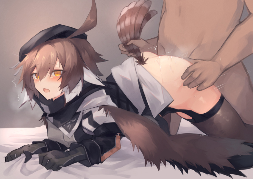 1boy 1girl ahoge arknights beret black_gloves black_headwear black_legwear black_neckwear blush brown_hair clothed_female_nude_male garter_straps gloves grey_shirt hair_between_eyes hat hetero looking_at_viewer multicolored_hair nude open_mouth plume_(arknights) sasa_onigiri sex sex_from_behind sheet_grab shirt short_hair solo_focus sweat tail tail_feathers tail_grab thigh_grab thighhighs two-tone_hair white_hair yellow_eyes