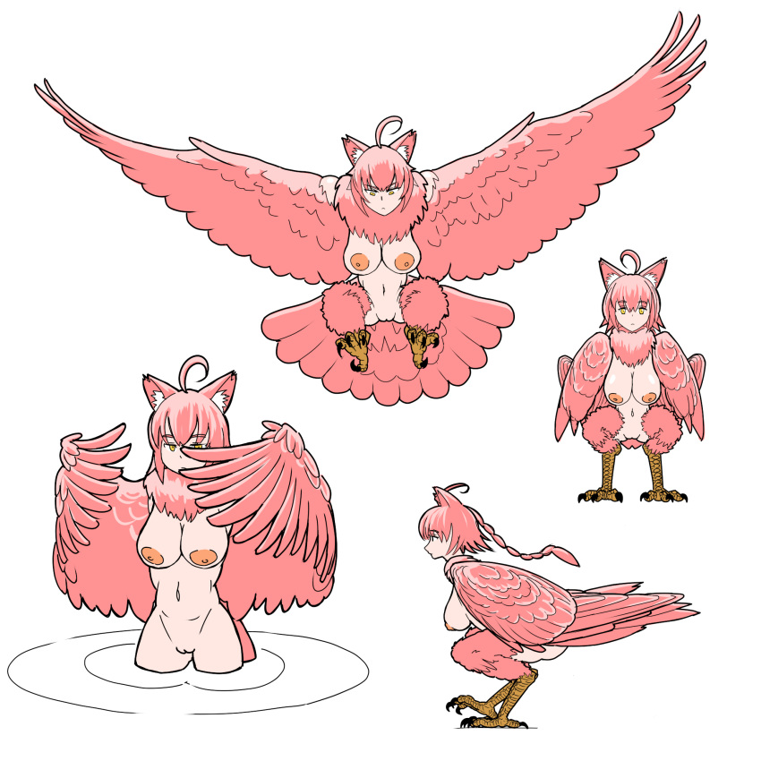 1girl ahoge animal_ear_fluff animal_ears animal_feet bangs bird_legs bird_tail blue_eyes breasts capiocapan cat_ears feathered_wings feathers harpy highres medium_breasts monster_girl multiple_views neck_ruff nipples nude original pink_feathers pink_hair pink_wings ponytail pussy simple_background tail tail_feathers white_background winged_arms wings