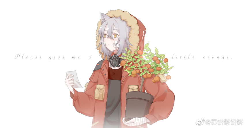 1girl animal_ears arknights bandages commentary english_text fur-trimmed_hood fur_trim grey_hair grey_shirt hair_between_eyes highres holding holding_pot hood jacket note open_clothes open_jacket orange_tree plant pot potted_plant projekt_red_(arknights) red_jacket shirt simple_background solo sucrying symbol_commentary tree upper_body weibo_username white_background wolf_ears yellow_eyes