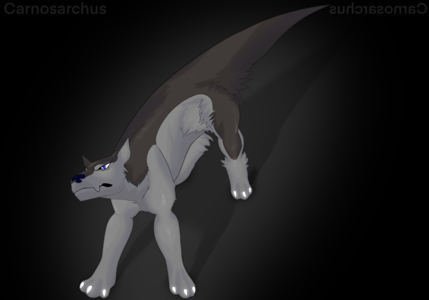 3_toes ambiguous_gender ankle_tuft blue_eyes blue_nose carnosarchus claws feet feral fluffy hi_res leg_tuft looking_up mammal multicolored_body shaded shadow simple_background solo tapering_tail toes tuft two_tone_body unknown_species white_claws