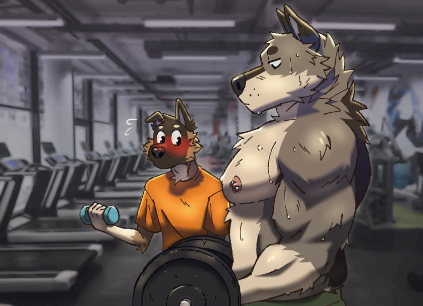 2021 anthro barbell big_muscles blush bodily_fluids bottomwear canid canine canis charliestete clothed clothing domestic_dog dumbbell duo exercise fur girl_staring_at_man's_chest gym hi_res inside looking_at_another looking_at_muscles male mammal meme muscular muscular_anthro muscular_male nipple_piercing nipples pants pecs piercing shirt size_difference stare sweat topless topless_male topwear weightlifting weights wet wet_body wet_fur wolf workout