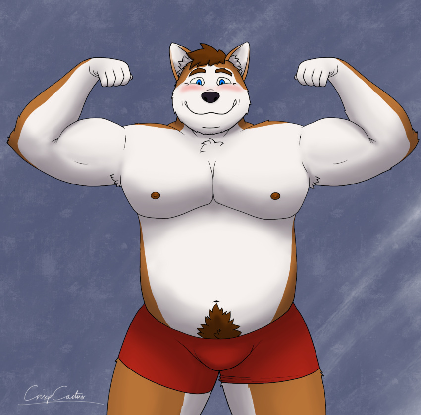 2020 anthro blue_eyes blush brown_body brown_fur bulge canid canine canis clothing crispcactus domestic_dog fur hi_res humanoid_hands male mammal musclegut pubes solo underwear white_body white_fur