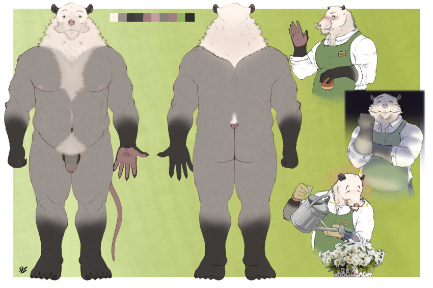 2021 3:2 anthro apron belly blush butt clothing eyes_closed flaccid foreskin fur genitals grey_body grey_fur hi_res humanoid_genitalia humanoid_hands humanoid_penis male mammal marsupial mature_male model_sheet musclegut oliver_rousseau penis phalangeriform sarquiat shirt solo somniumvn topwear uncut