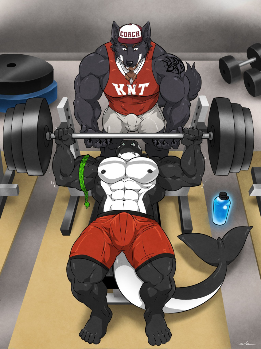 5_fingers 5_toes abs anthro armband barbell barefoot baseball_cap bench_press better_version_at_source beverage biceps big_muscles biped black_body black_claws black_fur black_nipples bodily_fluids bottle bottomwear brown_eyebrows brown_eyes brown_facial_hair bulge canid canine canis cetacean cheek_tuft chest_tuft claws clenched_teeth clothed clothing coach delphinoid detailed_bulge digital_media_(artwork) dumbell duo exercise eyebrows facial_hair facial_tuft feet fin fingers fur furgonomics genital_outline glowing goatee green_armband green_eyes hat headgear headwear hi_res humanoid_feet humanoid_hands inner_ear_fluff looking_at_another looking_down looking_up lying male mammal marine multicolored_body multicolored_fur muscular muscular_anthro muscular_male nex_anima_canis nipples oceanic_dolphin on_back orca pecs penis_outline plantigrade quads red_bottomwear red_clothing red_shirt red_shorts red_tank_top red_topwear shaded shaking shirt shorts signature standing sweat sweatdrop tail_fin tank_top tattoo tattoo_on_shoulder teeth toes toothed_whale topless topless_anthro topless_male topwear trembling triceps tuft two_tone_body two_tone_fur veiny_muscles weight_bench weightlifting weights wfa whistle white_body white_bottomwear white_clothing white_fur white_shorts wolf workout workout_clothing york_(yerkelayh)