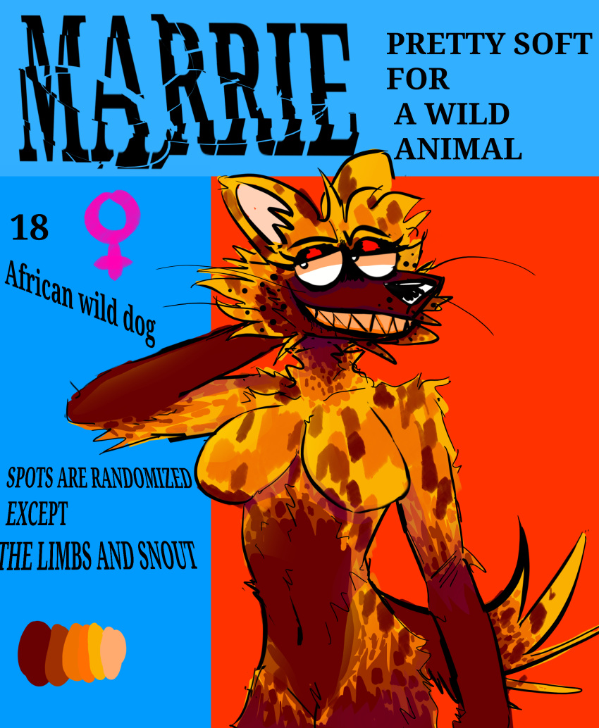 absurd_res african_wild_dog anthro bedroom_eyes blue_background breasts brown_body brown_fur brown_snout canid canine eyelashes female fur fur_pattern hand_behind_head hi_res kanyewestbearrealye mammal marrie_(kanyewestbearrealye) model_sheet narrowed_eyes orange_body orange_eyes orange_fur organs red_background seductive simple_background smile solo stomach tail yellow_body