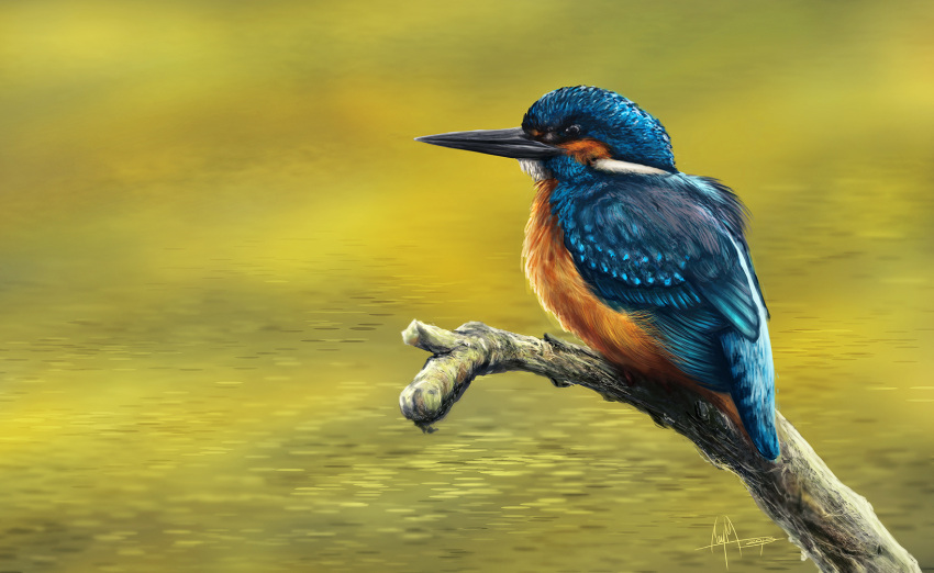 2013 ambiguous_feral ambiguous_gender avian beady_eyes beak bird black_beak black_eyes blue_body blue_feathers branch caymartworks common_kingfisher coraciiform detailed detailed_background detailed_feathers digital_media_(artwork) digital_painting_(artwork) feathered_wings feathers feral folded_wings full-length_portrait hi_res kingfisher long_beak on_branch orange_body orange_feathers outside perching portrait side_view water wings yellow_water