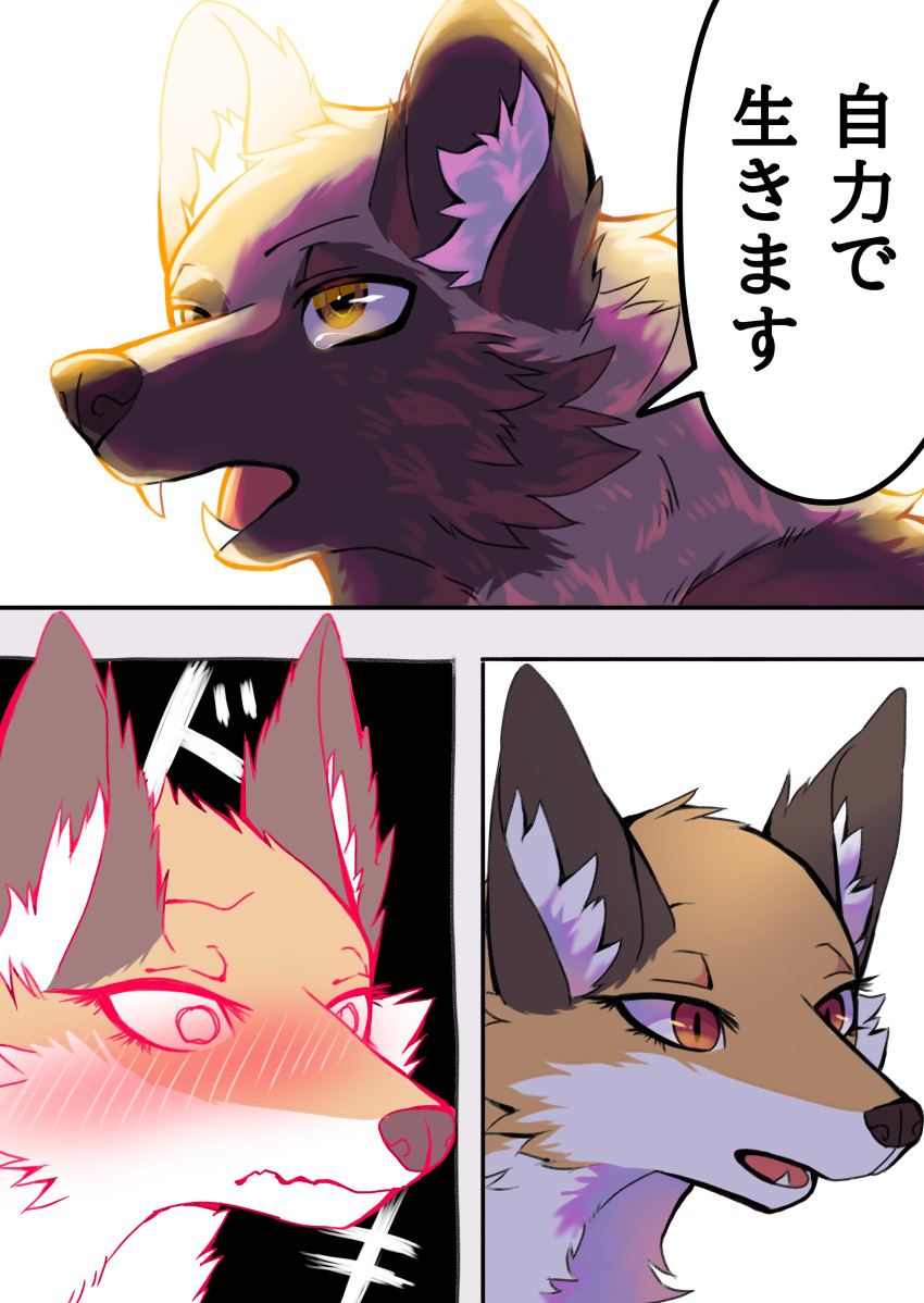 2023 absurd_res ambiguous_gender black_nose blushing_profusely brown_body brown_ears brown_fur canid canine cheek_tuft comic countershading dialogue digital_media_(artwork) duo facial_tuft feral fluffy flustered fox fur heavy_blush hi_res inner_ear_fluff japanese_text kurumilky6 mammal marimo_(kurumilky6) mikan_(kurumilky6) mouth_closed multicolored_body multicolored_fur open_mouth orange_body orange_eyes orange_fur pink_tongue prick_ears quadruped raccoon_dog red_eyes speech_bubble tan_body tan_fur tanuki text tongue tuft two_tone_body two_tone_fur white_body white_fur white_inner_ear_fluff