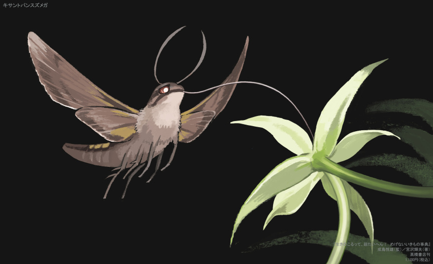 animal animal_focus black_background bug encyclopedia_of_living_things flower flying hawk_moth highres insect moth nishimawari_kouro no_humans official_art simple_background