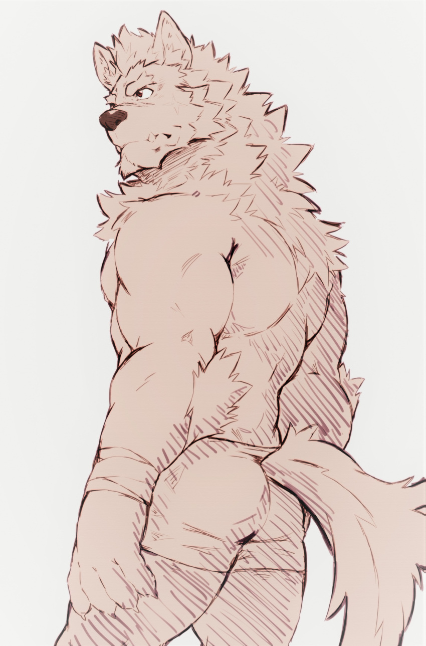 absurd_res anthro black_nose boxers_(clothing) boxers_only butt canid canine canis clothing cute_fangs ear_tuft elbow_tufts eyebrows facial_hair fluffy fluffy_tail heylaw21 hi_res looking_away male mammal marchosias_(tas) muscular muscular_male neck_tuft portrait sketch solo three-quarter_portrait triceps tuft underwear wolf wraps wrist_wraps