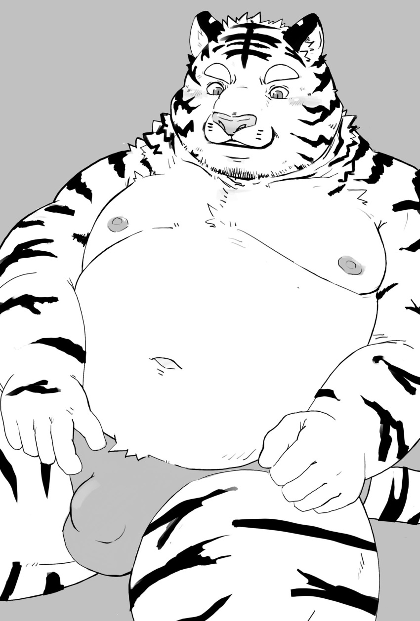 2021 anthro belly blush bulge clothing felid hi_res kemono maguro male mammal monochrome moobs navel nipples overweight overweight_male pantherine simple_background solo tiger underwear