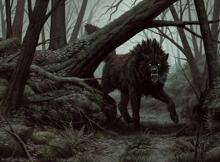 2021 4_toes black_body black_fur canid canine canis caraid day detailed_background digital_media_(artwork) feet forest fur grass hasbro magic:_the_gathering mammal moss open_mouth outside paws plant solo teeth toes tongue tree wizards_of_the_coast wolf yellow_eyes