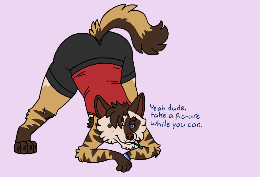 absurd_res ambiguous_gender anthro armpit_hair ass_up body_hair clothed clothing dialogue english_text gay_male_pride_colors hi_res hyaenid hybrid jack-o'_pose kibbleztheyeen looking_seductive mammal object_in_mouth one_eye_closed parker_(kibbleztheyeen) paws pose raised_tail smug solo striped_hyena text thick_thighs trans_(lore) trans_man_(lore) vincian_pride_colors wink wristband