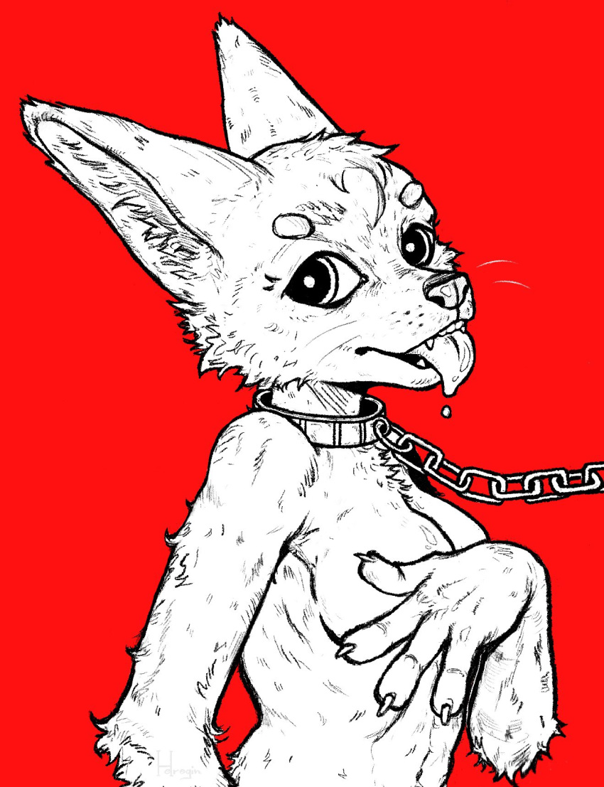 4_fingers anthro big_ears black_and_white bodily_fluids breasts canid canine chain chain_leash collar covering covering_breasts female fingers fox helregin hi_res leash mammal monochrome nude saliva slave slave_collar solo tongue tongue_out whiskers