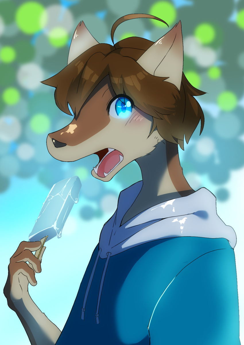 ahoge amagoi_kumori anthro blue_eyes blush brown_hair can't_enjoy canid canine canis clothing fangs food hair hi_res hoodie male mammal morenatsu open_mouth popsicle shun_(morenatsu) solo topwear video_games visual_novel wolf