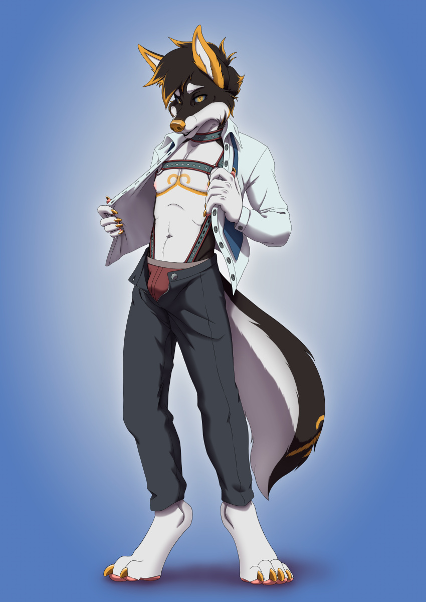 absurd_res anthro border_collie bottomwear bulge canid canine canis clothed clothing collar collie domestic_dog harness herding_dog hi_res jockstrap male male/male mammal mulipios necktie open_bottomwear open_clothing open_pants open_shirt open_topwear pants pastoral_dog pawpads paws sheepdog shirt solo teasing the-crowfox_(artist) topwear underwear
