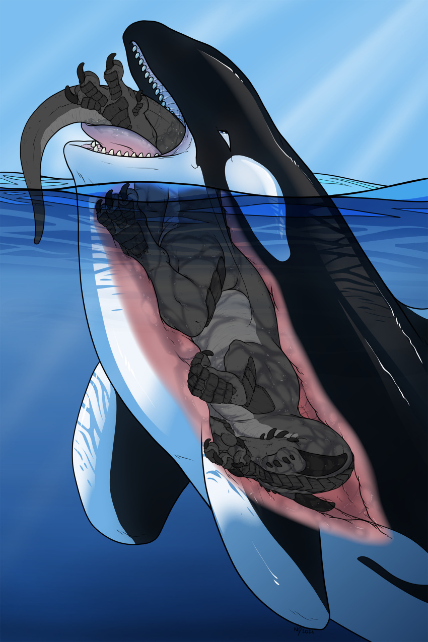 absurd_res ambiguous_gender anthro anthro_prey black_body black_skin black_tail cetacean delphinoid dragon duo eyes_closed feral feral_pred fin grey_body grey_skin head_first hi_res internal male male_prey mammal marine neck_bulge necrodrone oceanic_dolphin open_mouth oral_vore orca scales sea sharp_teeth swallowing teeth tongue toothed_whale underwater vore water white_body white_skin