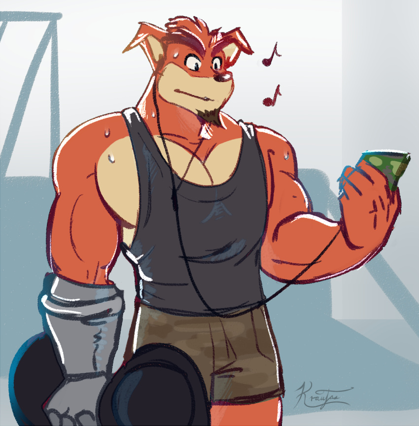 activision anthro bandicoot biped black_clothing black_shirt black_topwear bodily_fluids bottomwear clothed clothing crash_bandicoot_(series) crunch_bandicoot fur gym headphones hi_res holding_dumbbell holding_object kraujas listening_to_music male mammal marsupial muscular muscular_anthro muscular_male musical_note prosthetic prosthetic_arm prosthetic_limb red_body red_fur shirt shorts solo sweat tank_top topwear video_games