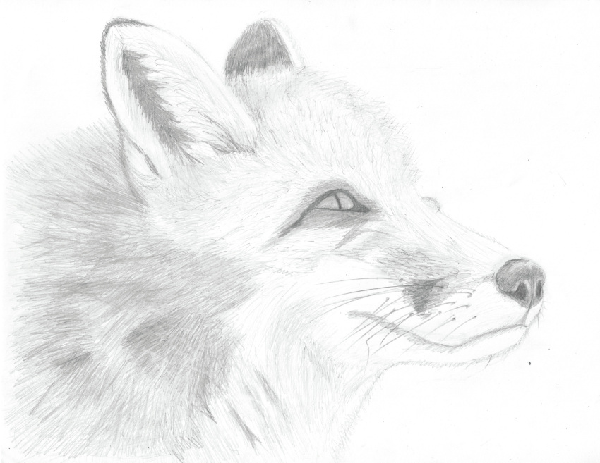 absurd_res ambiguous_gender black_nose canid canine closed_smile feral fox fur graphite_(artwork) greyscale hi_res ilikeeagles looking_away mammal monochrome nose pencil_(artwork) pupils simple_background smile snout solo traditional_media_(artwork) white_background wiskers