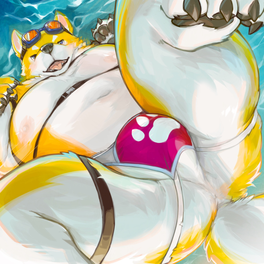 2024 anthro anus balls belly big_belly butt canid canine canis clothing domestic_dog fur genitals hi_res jockstrap kemono kuritama male mammal moobs navel nipples overweight overweight_male solo underwear water white_body white_fur yellow_body