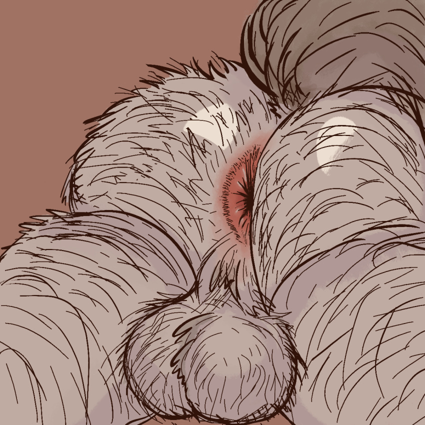 anthro anus backsack balls body_hair butt_hair canid canine genitals hairy_balls hi_res male mammal mythological_canine mythological_creature mythology perineum solo tail u4e were werecanid werecanine werewolf