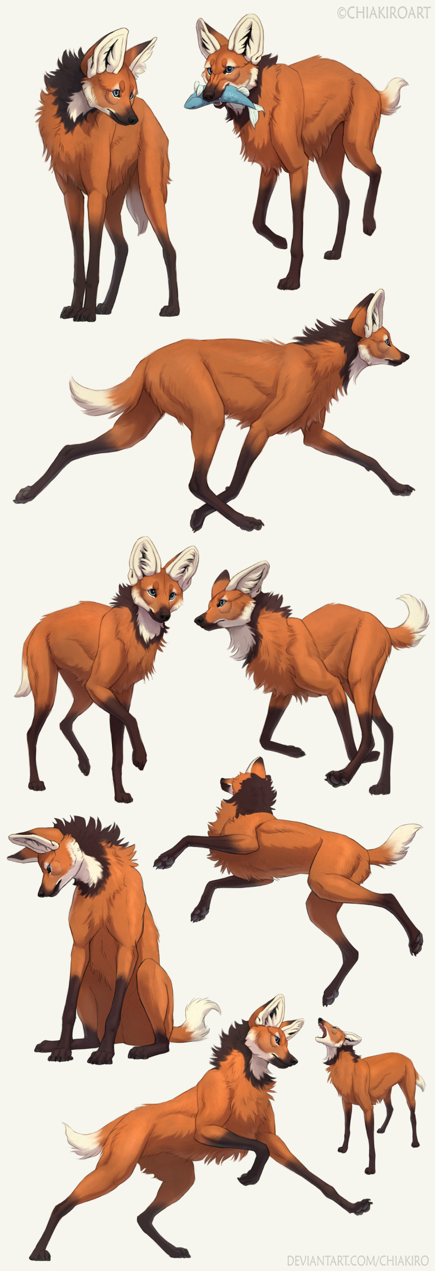 2021 absurd_res ambiguous_gender canid canine chiakiro feral fish fur fur_tuft hi_res inner_ear_fluff leg_markings mammal maned_wolf marine markings mouth_hold multicolored_body multicolored_fur open_mouth orange_body orange_fur orange_tail quadruped side_view socks_(marking) solo tuft two_tone_tail