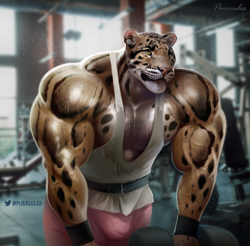 anthro artist_name belt benji_(character) biceps big_muscles bodily_fluids brown_body brown_fur bulge clothed clothing clouded_leopard digital_media_(artwork) ear_piercing exercise felid fully_clothed fur gym hi_res huge_muscles mainlion male mammal muscular muscular_anthro muscular_male pantherine pecs piercing pose shirt solo spots spotted_body spotted_fur sweat sweatdrop tank_top text topwear workout wristband