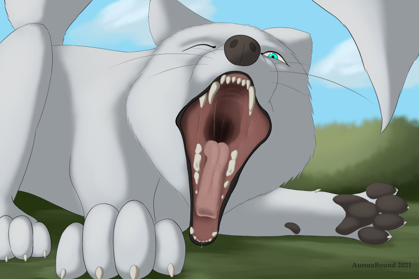 3:2 ambiguous_gender arctic_fox aurora_(aurorabound) aurorabound blue_eyes bodily_fluids canid canine drooling feral first_person_view fox fur hi_res imminent_vore looking_at_viewer mammal mouth_shot open_mouth outside pawpads paws saliva saliva_string solo teeth_showing tongue white_body white_fur yawn