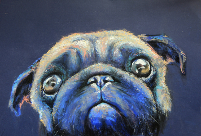 absurd_res ambiguous_gender canid canine canis domestic_dog feral hi_res looking_at_viewer mammal molosser pastel_(artwork) pug realistic small_molosser solo toy_dog traditional_media_(artwork) walyco whiskers