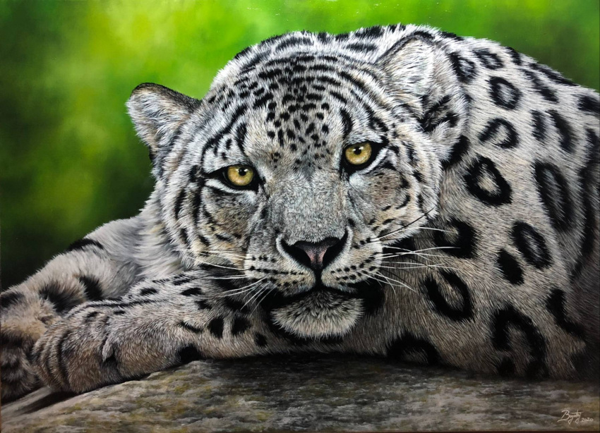 ambiguous_gender felid feral fur grey_body grey_fur hi_res looking_at_viewer mammal markings oil_painting_(artwork) painting_(artwork) pantherine photorealism pink_nose realistic snow_leopard solo sonja994 spots spotted_markings traditional_media_(artwork) whiskers yellow_eyes