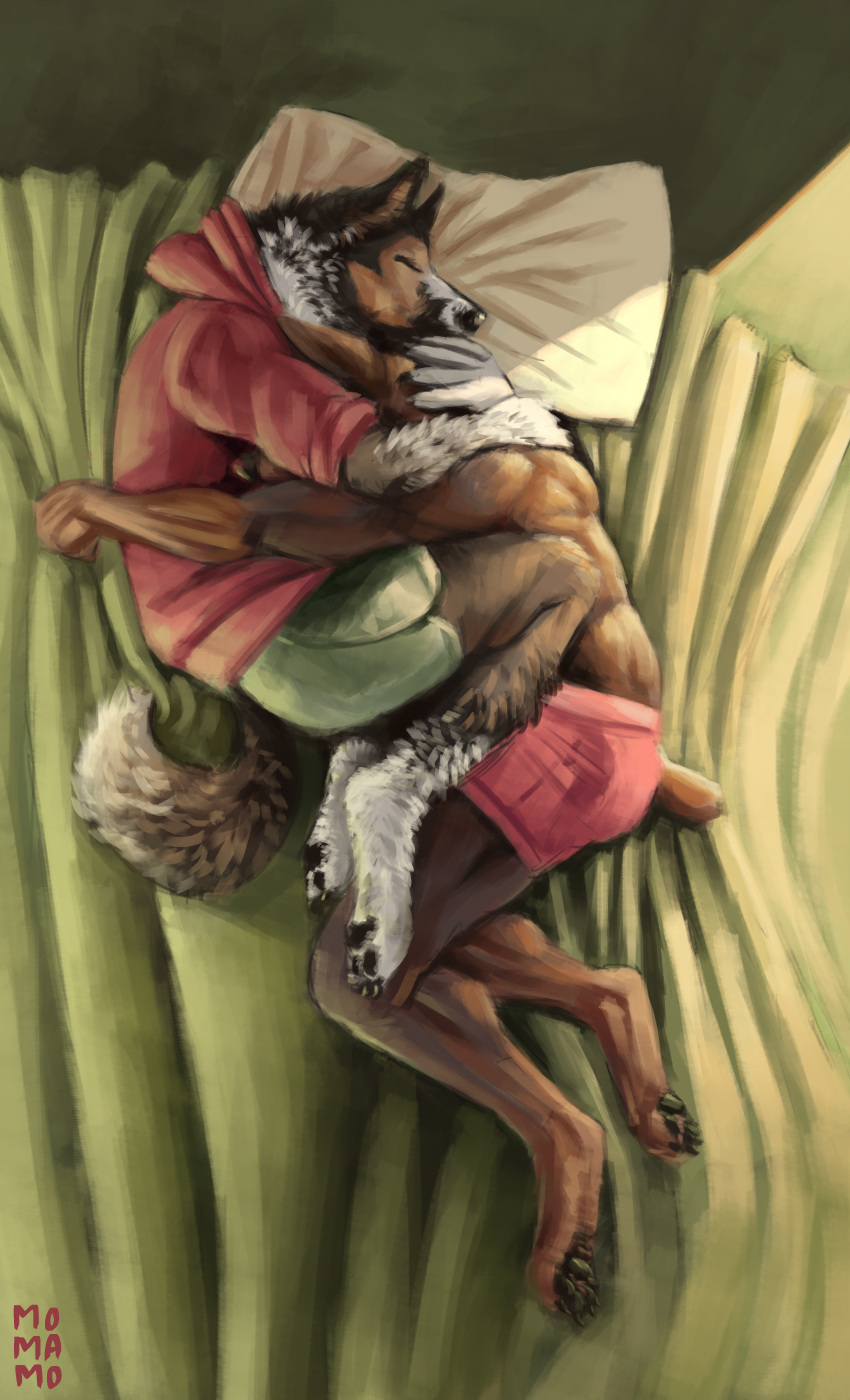 absurd_res ambiguous_gender anthro arm_tuft bed bedding blanket bottomwear brown_body brown_fur canid canine canis clothed clothing collie cuddling digital_media_(artwork) dobermann domestic_dog duo forearm_tuft forearms fur furniture herding_dog hi_res leg_tuft lying mammal momamo nub_tail pastoral_dog pillow pinscher sheepdog shorts sweater topwear tuft