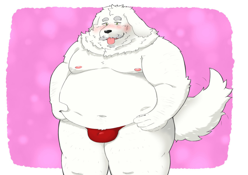 2021 anthro belly blush bulge canid canine canis clothing domestic_dog fur hi_res humanoid_hands kemono male mammal mature_male moobs navel nipples obese obese_male overweight overweight_male solo tongue tongue_out underwear white_body white_fur yanununununu