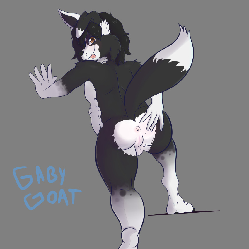 1:1 absurd_res anthro anus balls border_collie butt canid canine canis collie domestic_dog gaby_goat genitals herding_dog hi_res male mammal nude pastoral_dog raised_tail sheepdog slightly_chubby solo spread_butt spreading