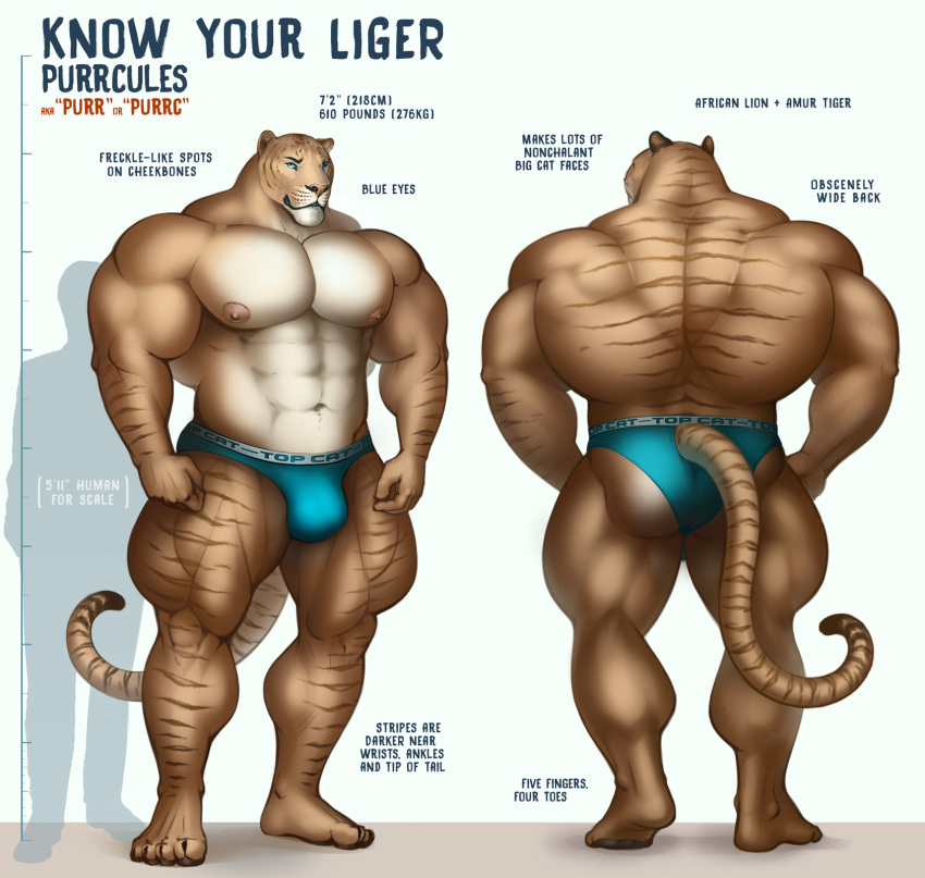 2020 4_toes 5_fingers abs anthro back_muscles biceps big_bulge big_butt big_muscles biped body_hair bottomwear briefs briefs_only bulge butt chart clothed clothing digital_media_(artwork) english_text feet felid fingers front_view fur furgonomics happy_trail height_chart hi_res huge_muscles hybrid liger lion mainlion male mammal model_sheet muscular muscular_anthro muscular_male muscular_thighs navel pantherine pawpads paws pecs pose purrcules_(character) quads rear_view shorts solo standing striped_body striped_fur stripes tall tan_body tan_fur text thick_thighs toes underwear underwear_only