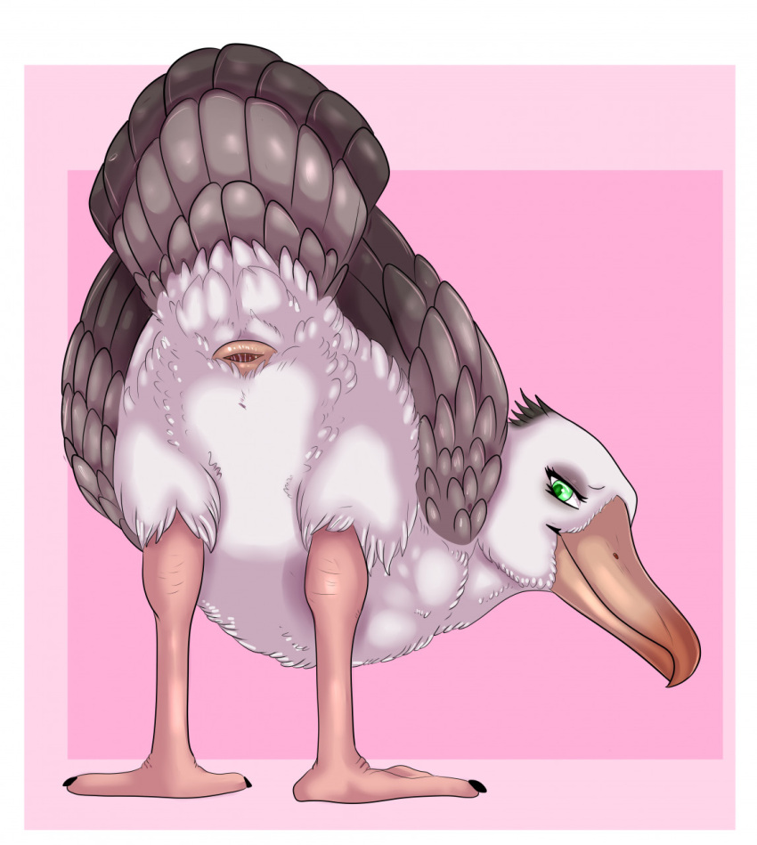 2021 albatross ambiguous_gender animal_genitalia avian bird cloaca female_(lore) feral genitals hi_res presenting presenting_cloaca procellariiform simple_background solo sylvertears yaroul