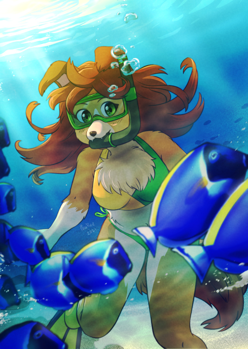 2021 anthro bikini breasts bubble canid canine canis clothing diving domestic_dog female hi_res mammal powree snorkel solo swimwear underwater water