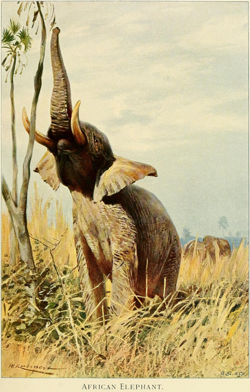 1916 20th_century absurd_res african_elephant ancient_furry_art big_ears detailed_background duo elephant elephantid english_text feral friedrich_wilhelm_kuhnert hi_res male mammal nude outside plant proboscidean proboscis_(anatomy) public_domain quadruped signature solo_focus standing text traditional_media_(artwork) tree trunk_(anatomy) tusks