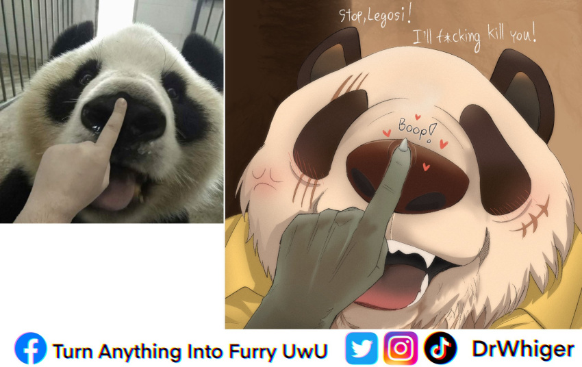 &lt;3 2021 anthro anthro_focus beastars black_sclera boop canid canine canis clothed clothing cross-popping_vein dialogue dr.whiger duo english_text feral fur giant_panda gouhin hi_res human humor legoshi_(beastars) male mammal meme open_mouth open_smile photo profanity scar smile solo_focus teeth text tongue tuft url ursid watermark wolf