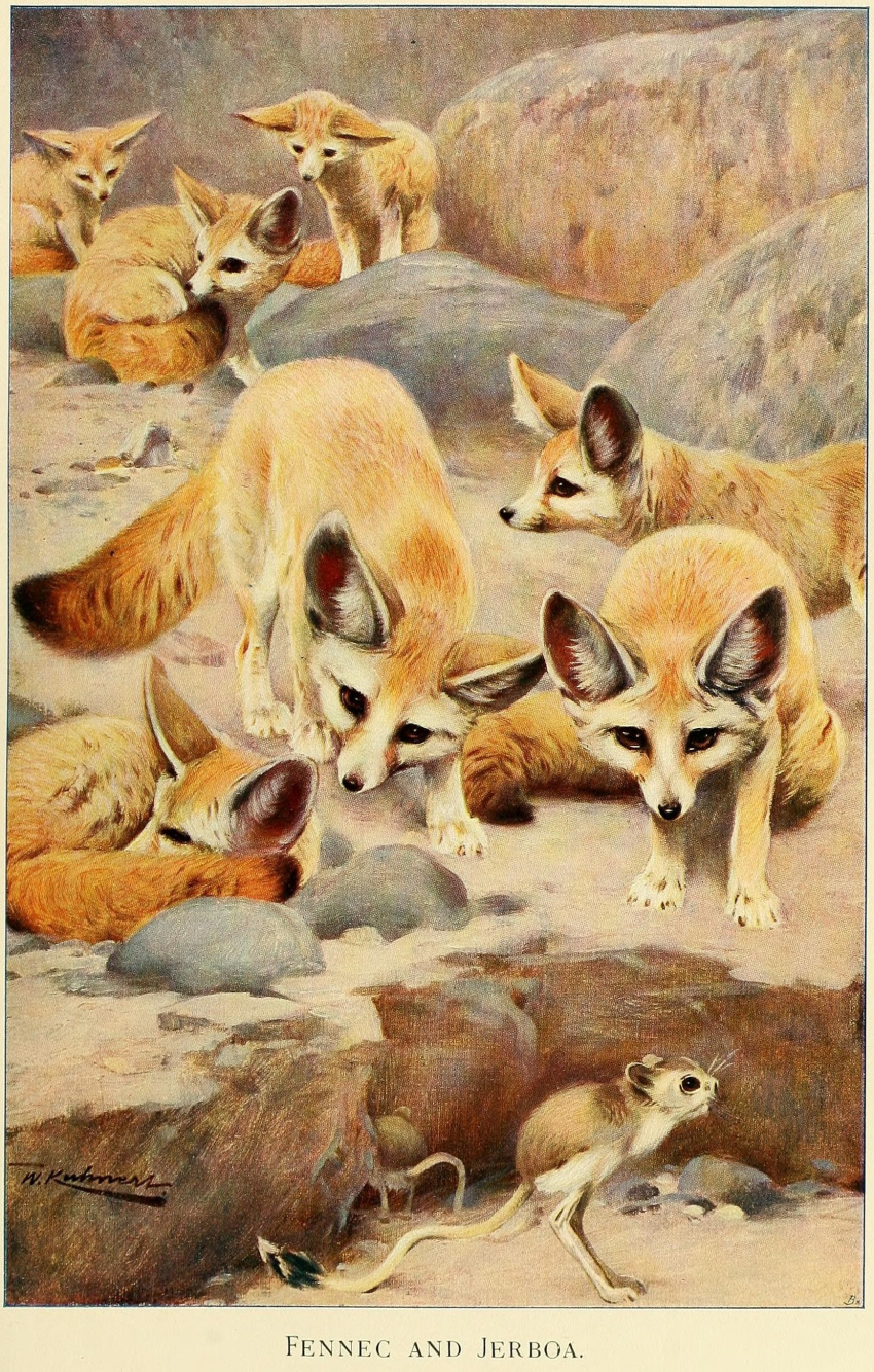 1916 20th_century absurd_res ambiguous_gender ancient_furry_art big_ears biped black_nose canid canine curled_up detailed_background digitigrade dipodid dipstick_tail english_text fennec feral fox friedrich_wilhelm_kuhnert fur group hi_res inner_ear_fluff jerboa long_tail mammal markings nude public_domain quadruped realistic rodent signature standing tail_markings tan_body tan_fur text traditional_media_(artwork) tuft