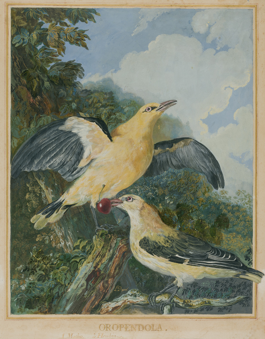 18th_century absurd_res ancient_furry_art avian beak biped bird cloud detailed_background duo feathered_wings feathers female feral golden_oriole gouache_(artwork) hi_res luis_paret_y_alcazar male nude old_world_oriole outside painting_(artwork) passerine plant public_domain sky spanish_text spread_wings tail_feathers text traditional_media_(artwork) tree wings yellow_body yellow_feathers