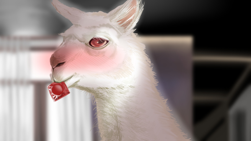 16:9 blush camelid condom condom_in_mouth curtains female feral fur hi_res llama looking_at_viewer mammal princess_connect!_re:dive realistic red_eyes rima_(princess_connect!) sexual_barrier_device tokuya white_body white_fur white_wool widescreen window wool_(disambiguation) wool_(fur)