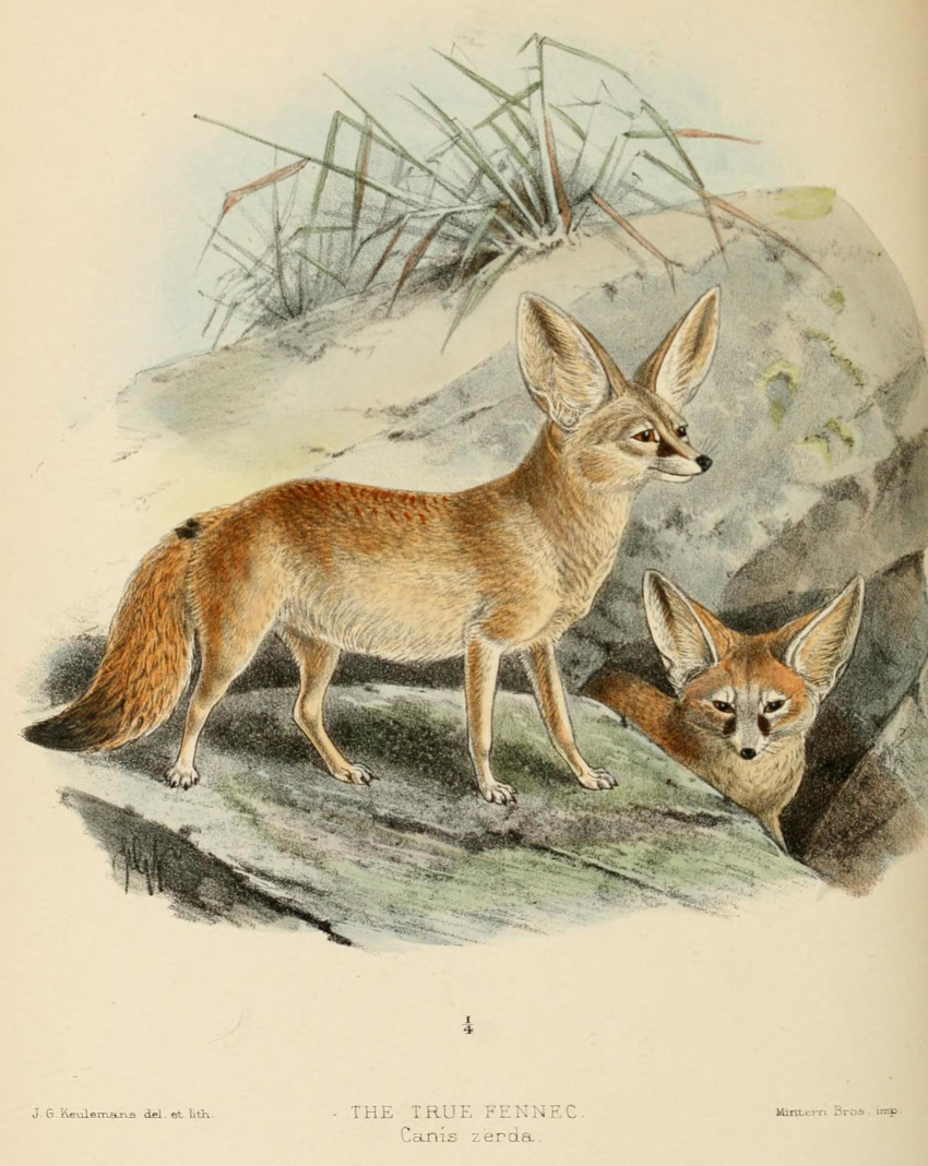 1890 19th_century ambiguous_gender ancient_furry_art artist_name big_ears black_nose brown_eyes canid canine claws detailed_background digitigrade duo english_text fennec feral fox fur hi_res j._g._keulemans mammal no_sclera nude outside quadruped species_name standing tan_body tan_fur text toe_claws traditional_media_(artwork)