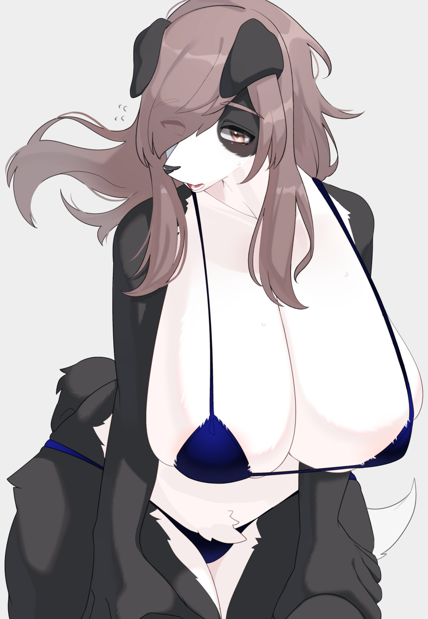2021 5_fingers absurd_res anthro big_breasts bikini black_body black_fur black_nose border_collie breasts brown_eyes brown_hair canid canine canis cleavage clothed clothing collie curvy_figure denyfake domestic_dog female fingers floppy_ears fur hair hair_over_eye herding_dog hi_res huge_breasts kemono kurosumi_mashiro leaning leaning_forward long_hair looking_at_viewer mammal micro_bikini multicolored_body multicolored_fur one_eye_obstructed open_mouth pastoral_dog sheepdog solo swimwear teeth tongue two_tone_body two_tone_fur voluptuous white_body white_fur