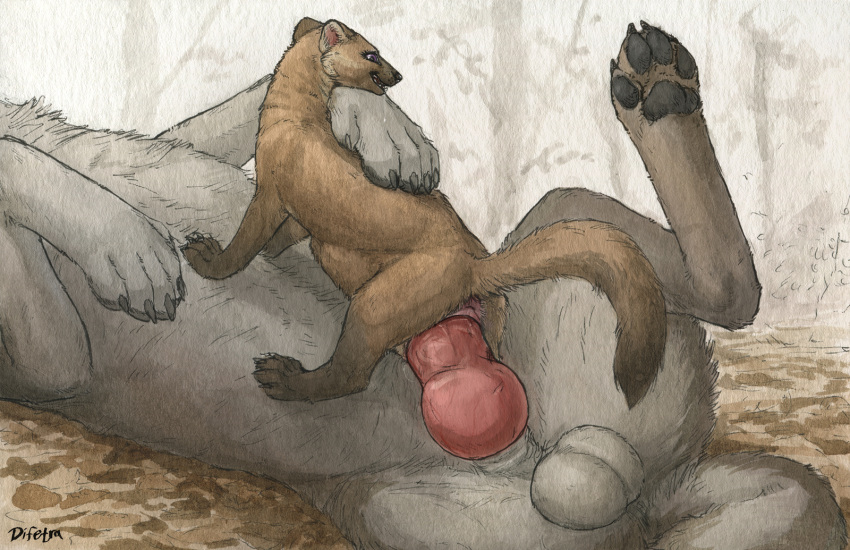 abdominal_bulge anus balls black_pawpads brown_body brown_fur day detailed_background difetra duo female female_penetrated feral feral_on_feral feral_penetrated feral_penetrating feral_penetrating_feral forest fur genitals grass grey_body grey_fur gulonine hi_res knot large_penetration larger_male living_condom male male/female male_penetrating male_penetrating_female mammal marten mustelid musteline outside pawpads penetration plant sex size_difference smile tree vaginal vaginal_penetration