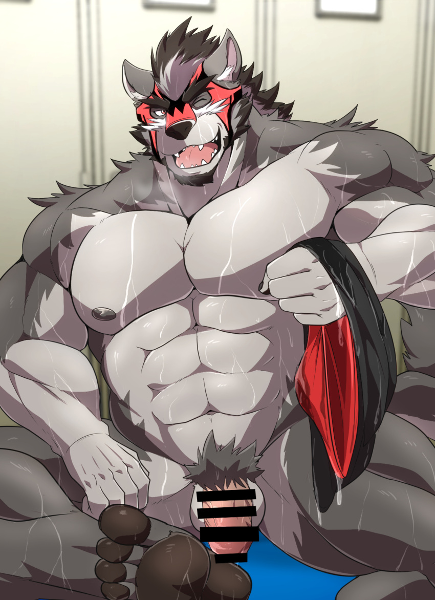 anthro balls bodily_fluids body_hair canid canine canis censor_bar censored censored_penis facial_hair feet flaccid fur genitals grey_body grey_fur hi_res holding_object ineffective_censorship looking_at_viewer male mammal mask muscular muscular_male one_eye_closed penis pubes smile solo sports_mask sportswear sweat wink winking_at_viewer wolf wrestle_tiger46 wrestling_briefs wrestling_mask