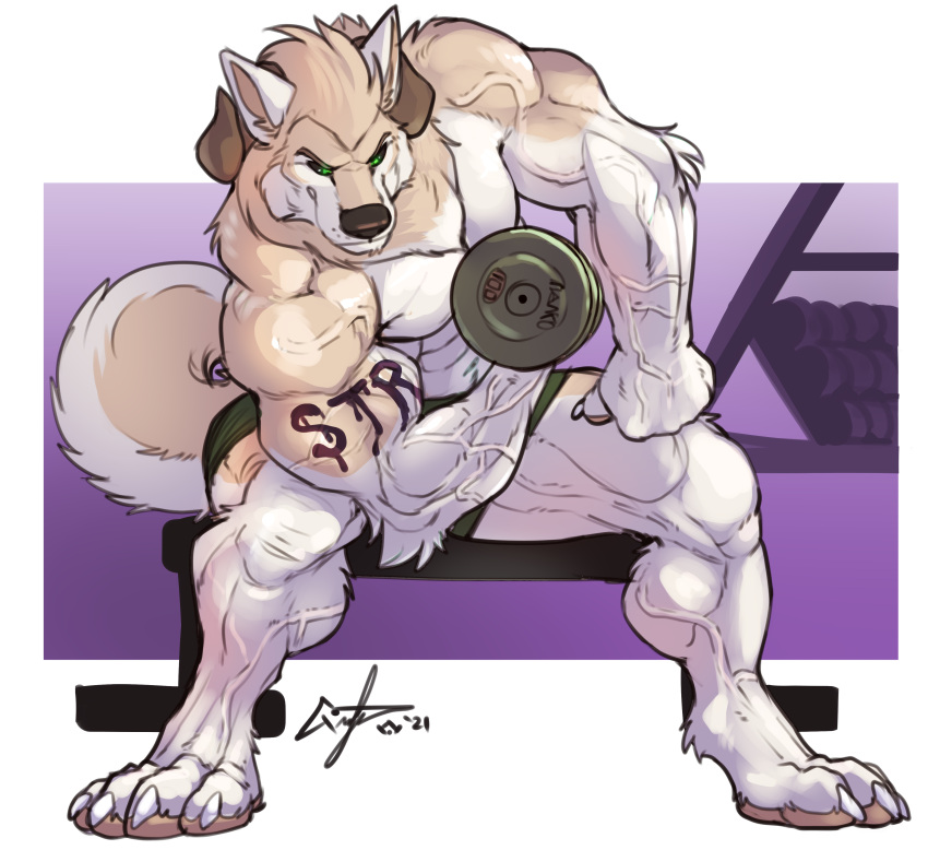 abs absurd_res anthro biceps big_muscles biped canid canine canis digitigrade domestic_dog dumbbell exercise fur hi_res husky male mammal muscular muscular_anthro muscular_male nightterror nordic_sled_dog solo spitz thick_thighs vann_(felwinn) weightlifting weights workout