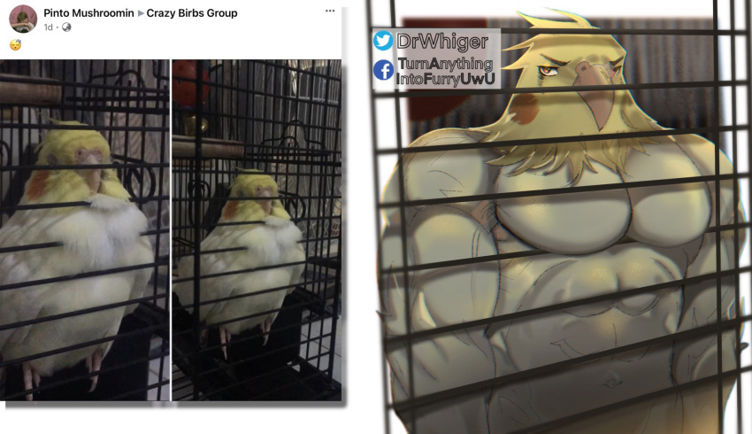2021 abs anthro anthrofied avian beak big_muscles big_pecs bird cage cockatiel cockatoo dr.whiger english_text feathers feral hi_res looking_at_viewer male muscular muscular_anthro muscular_male parakeet parrot pecs photo solo text true_parrot url vein watermark