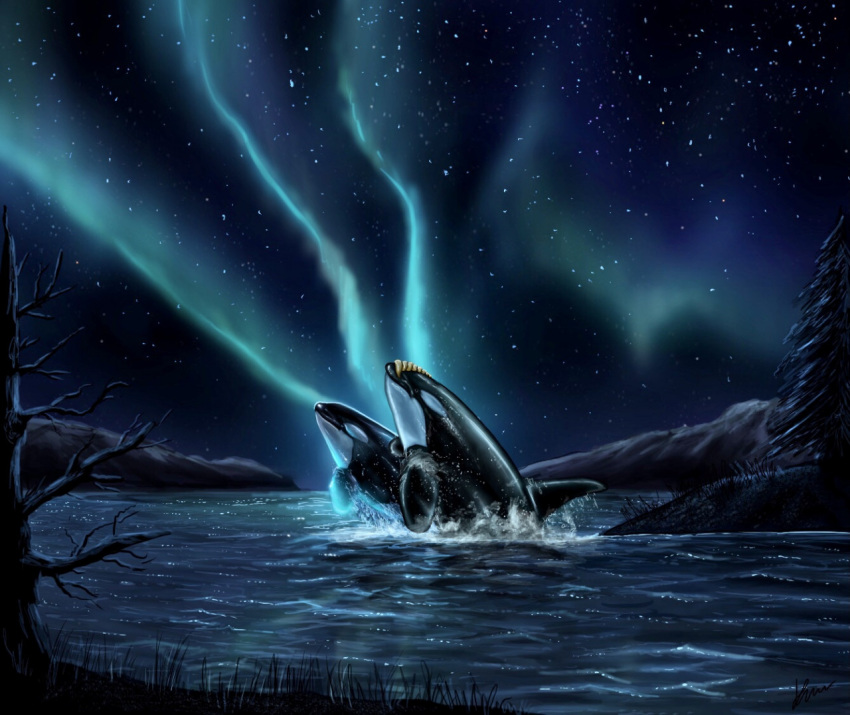 aurora_borealis cetacean delphinoid duo female feral glistening glistening_body glowing grass jumping kayla_(kayla_orca) kayla_orca male male/female mammal marine mountain night oceanic_dolphin orca orka_(orka) plant sea seaside star toothed_whale tree water wet