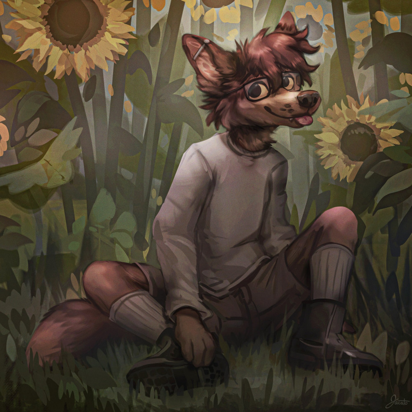 1:1 2021 4_fingers anthro biped blep brown_body brown_fur brown_nose canid canine canis cheek_tuft clothed clothing detailed_background digital_media_(artwork) ear_piercing eyewear facial_tuft fingers flower footwear full-length_portrait fully_clothed fur glasses grass hand_on_foot head_tuft hi_res industrial_piercing jacato looking_at_viewer male mammal neck_tuft outside piercing plant plantigrade portrait shirt shoes signature sitting socks solo spread_legs spreading sunflower tongue tongue_out topwear tuft videah white_clothing white_shirt white_topwear wolf yellow_sclera