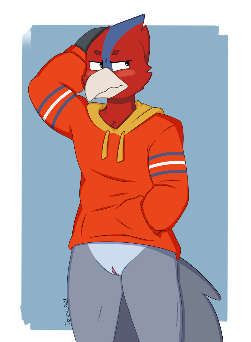 absurd_res andromorph anthro avian bird blush blushed clothing genitals half_body hi_res hoodie intersex jay_(captainfoof) male nude pussy redjasper shy solo topwear